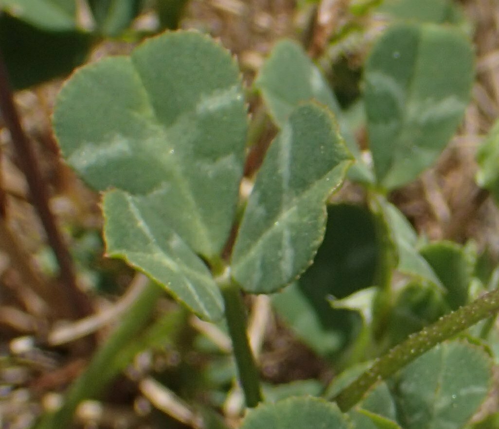 High Resolution Trifolium fucatum Leaf